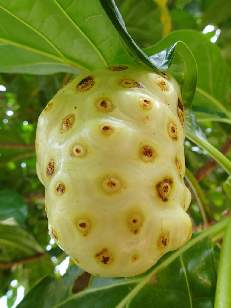 Noni Fruit