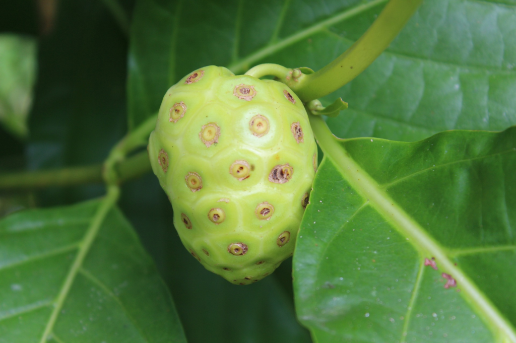 noni fruit