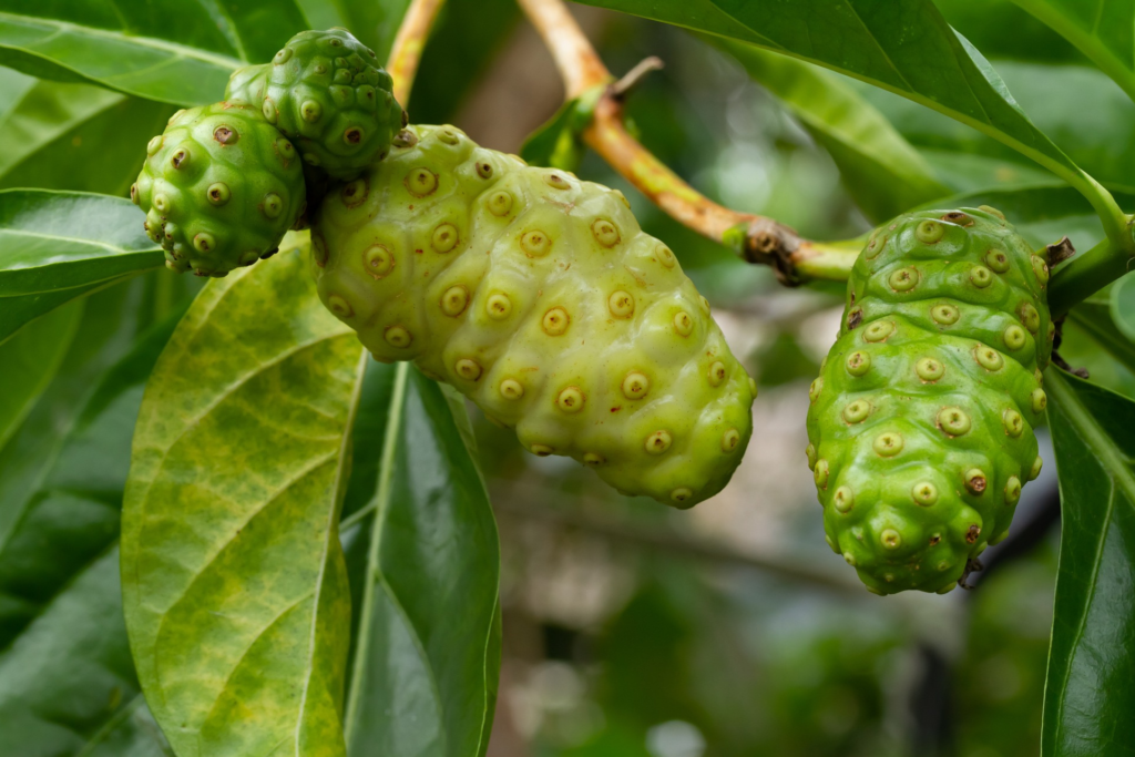 noni fruit